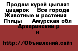 Продам курей цыплят,цицарок. - Все города Животные и растения » Птицы   . Амурская обл.,Архаринский р-н